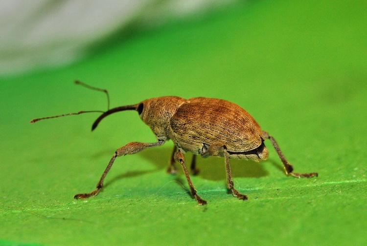 Curculionides dal mio PC... Curculio elephas